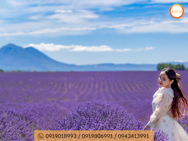 Du khách hòa mình vào cánh đồng hoa oải hương - Du lịch 360Go